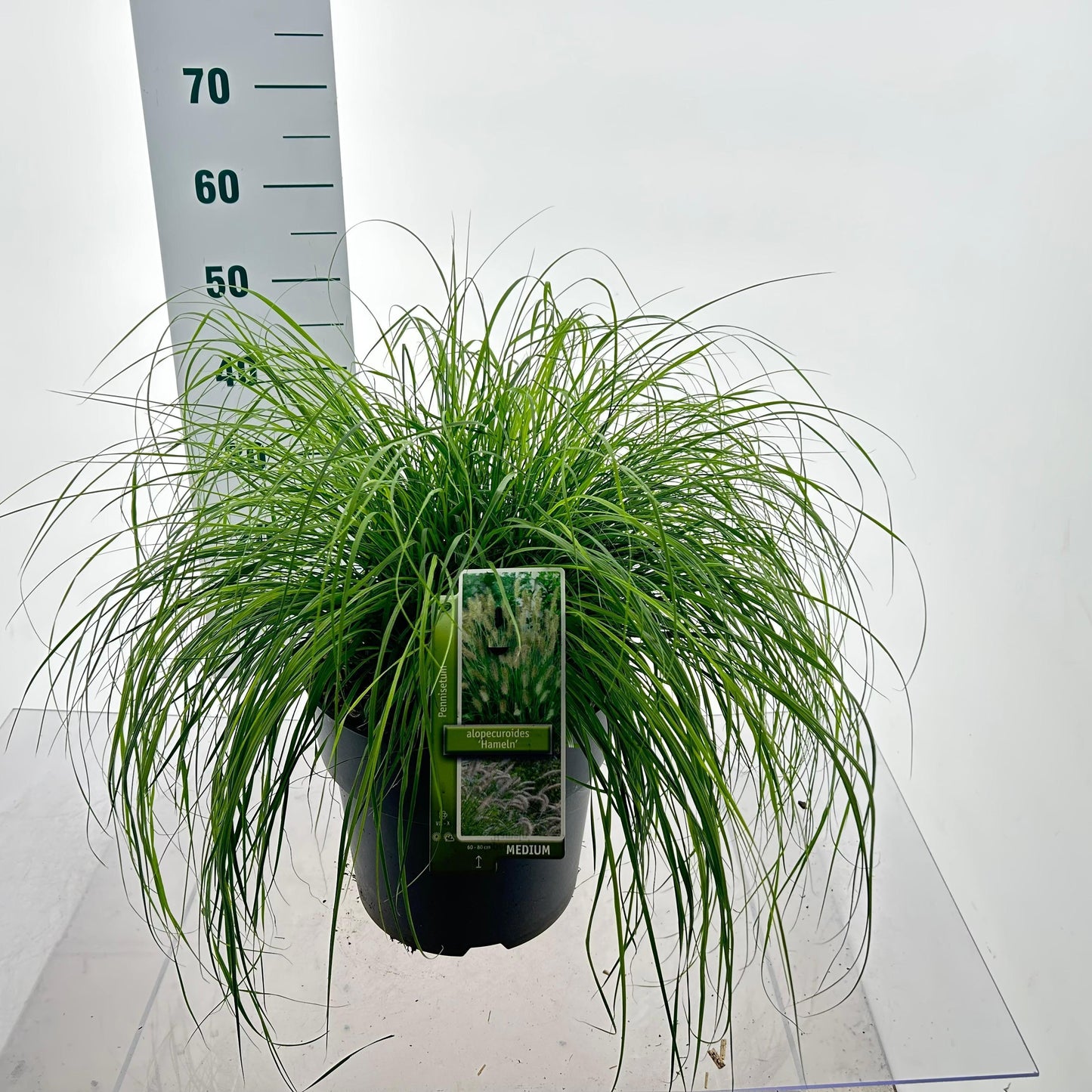 Pennisetum Hameln 60cm 29cm Pot