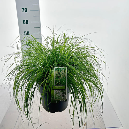 Pennisetum Hameln 60cm 29cm Pot