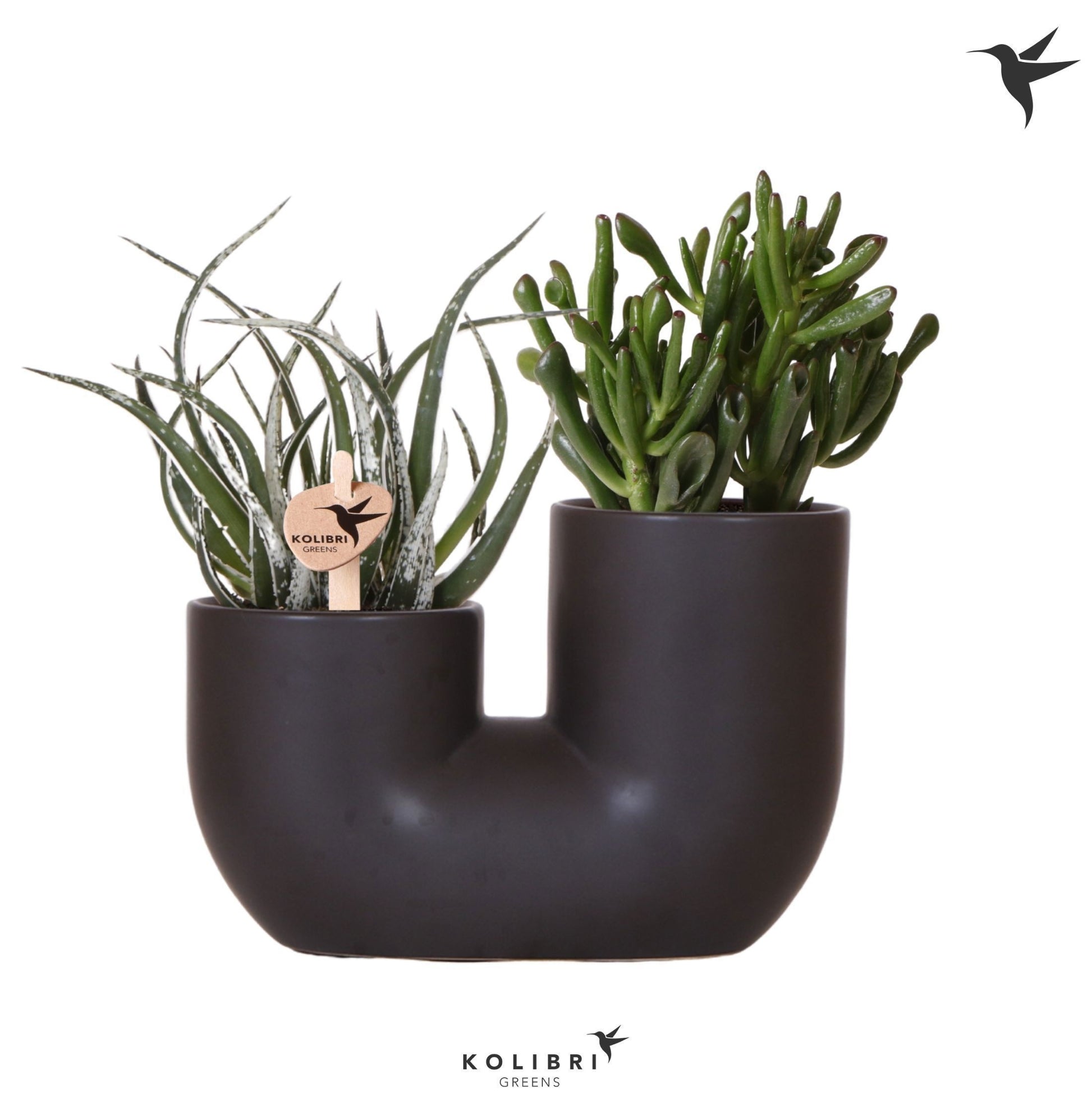 Succulent mix 30cm 18cm Pot