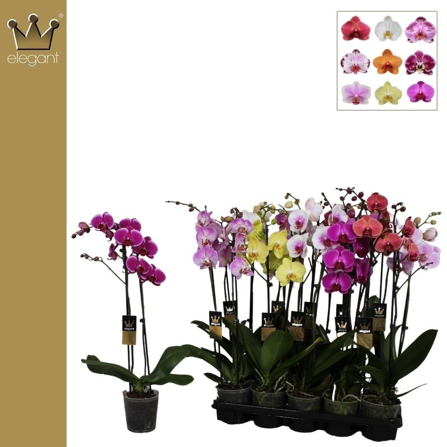 Phalaenopsis mix 60cm 12cm Pot