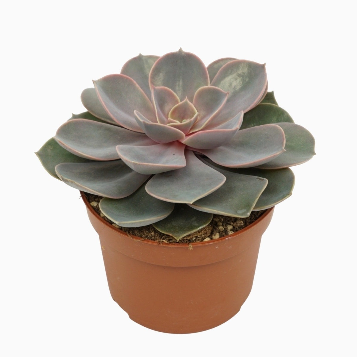 Echeveria Perle von Nuernberg 14cm 10.5cm Pot
