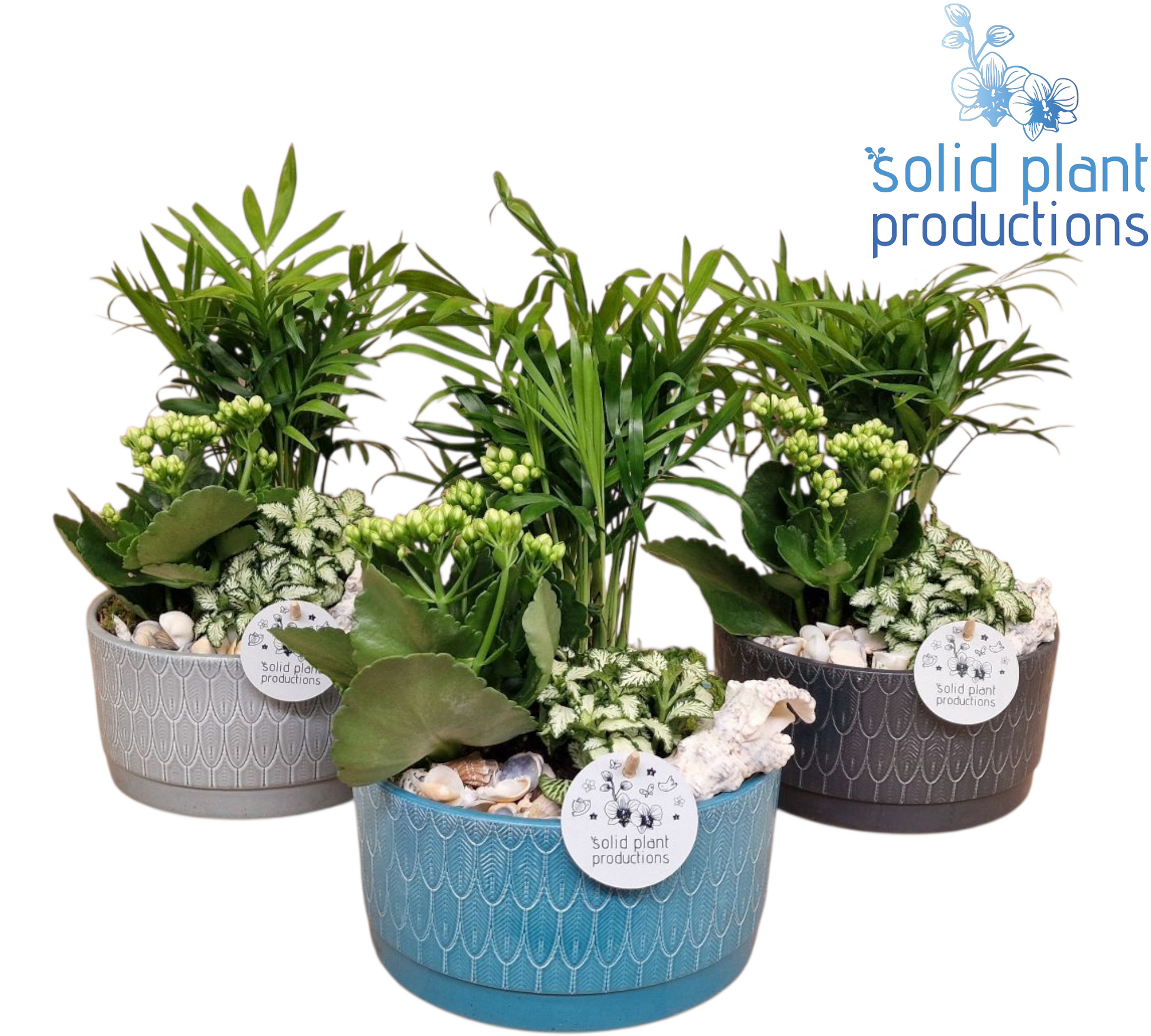 NV005 Sarah Navy Chamaedorea 38cm 19cm Pot