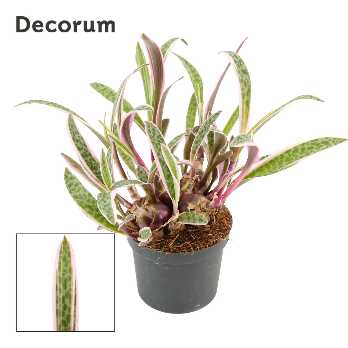 Ledebouria socialis 20cm 9cm Pot