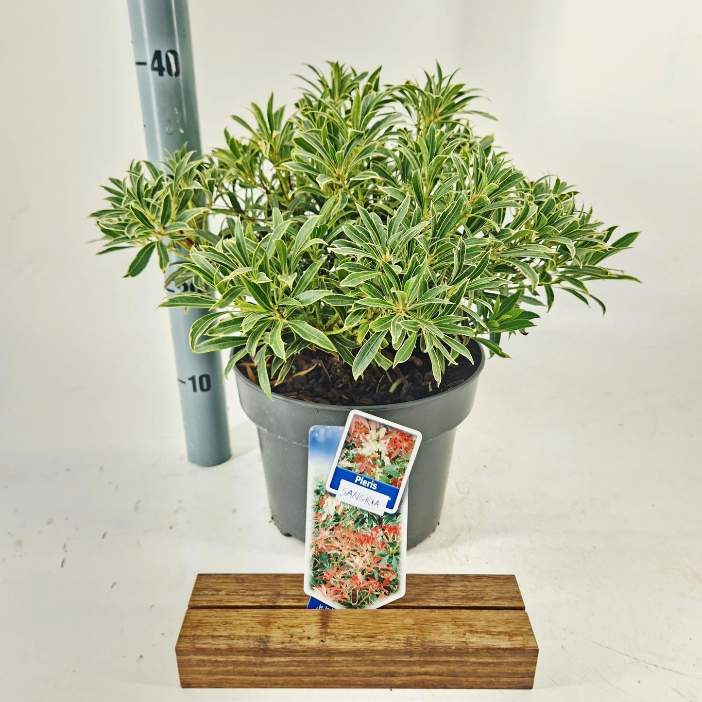 Pieris japonica Flaming Silver 40cm 23cm Pot