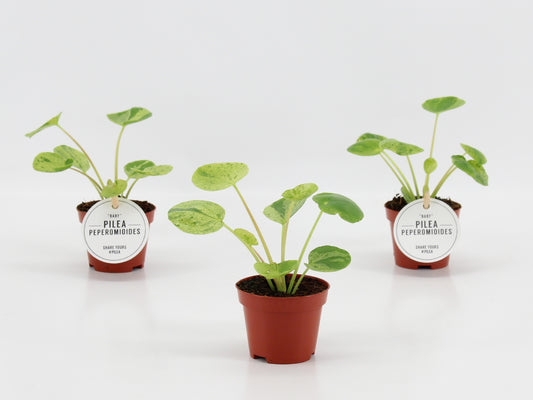 Pilea 10cm 6cm Pot