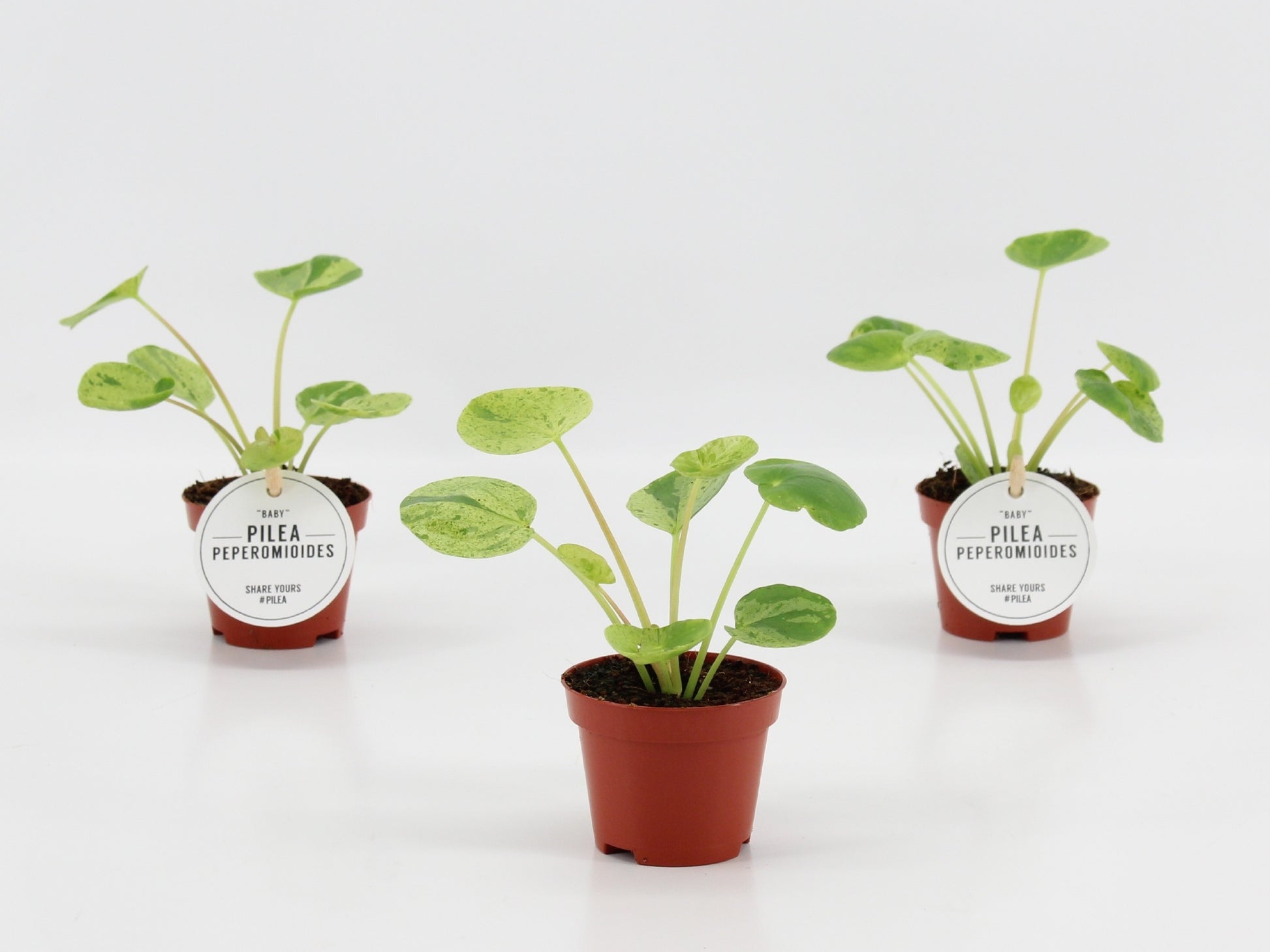Pilea 10cm 6cm Pot