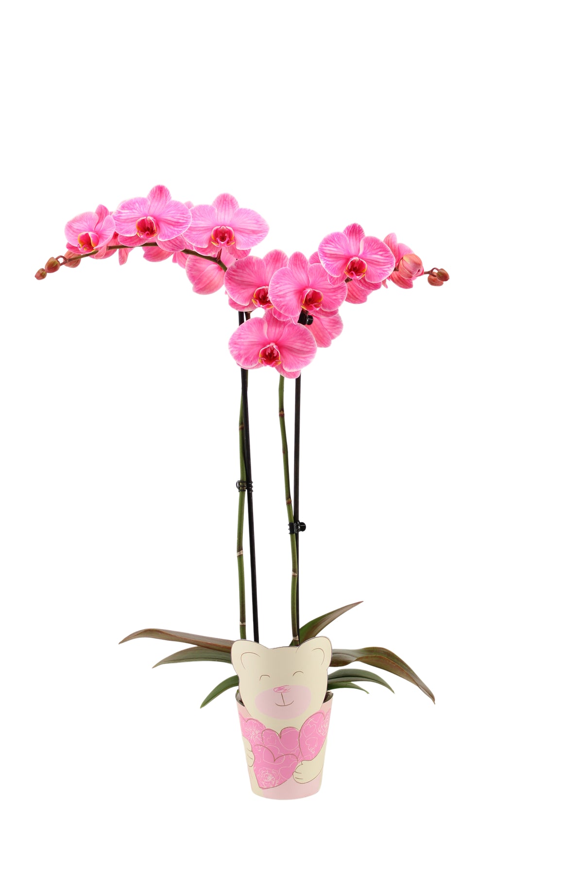 Phalaenopsis Hybrid 55cm 12cm Pot