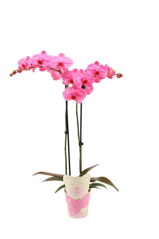 Phalaenopsis Hybrid 55cm 12cm Pot