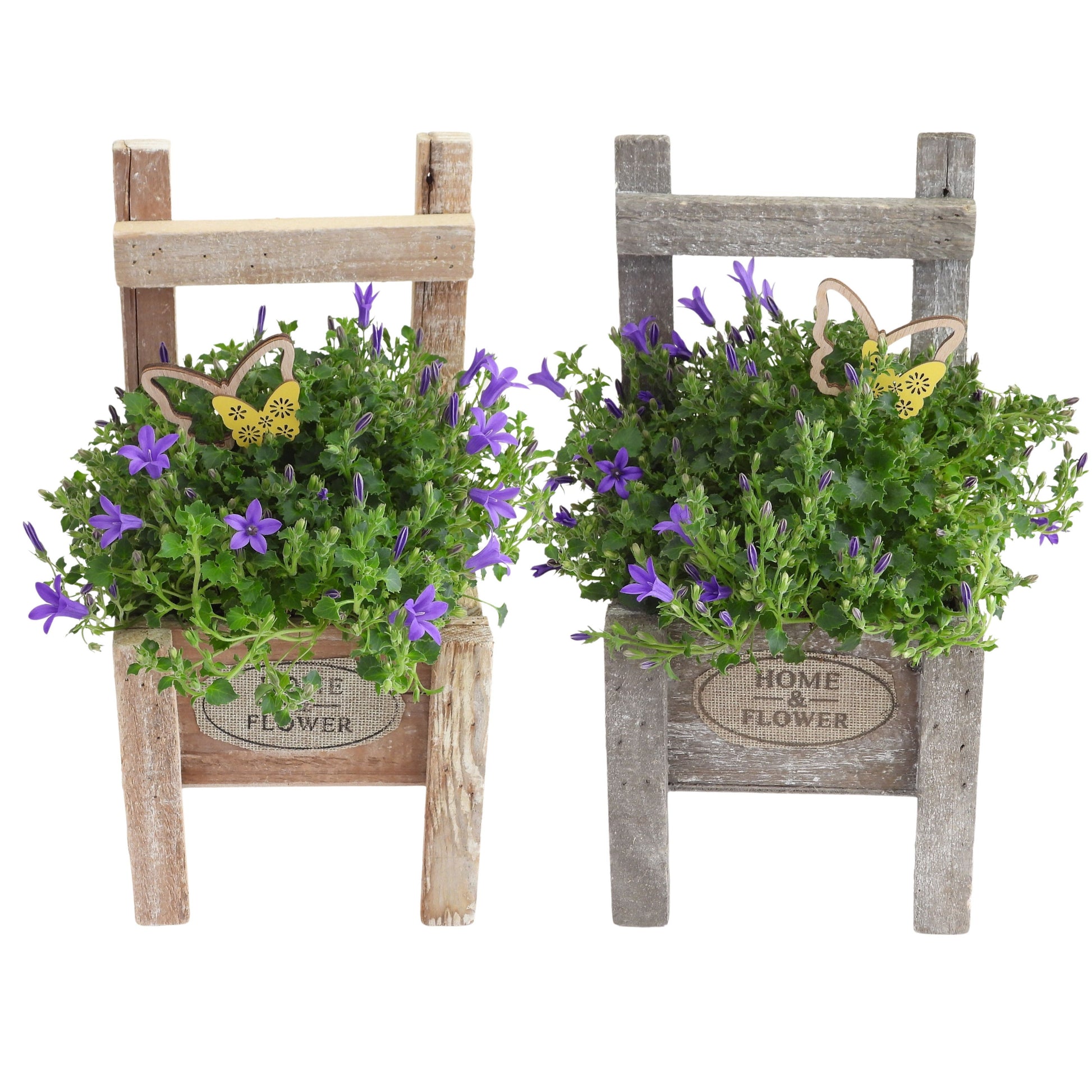 Campanula Appeal Deep Blue 30cm 15cm Pot