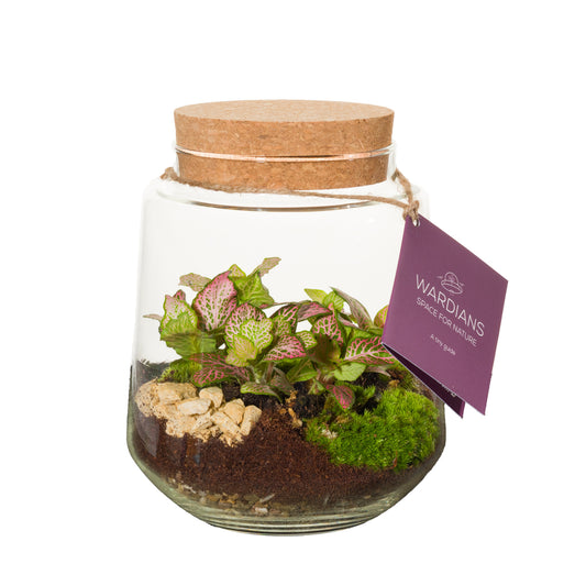 arr. Terrarium 20cm 16cm Pot