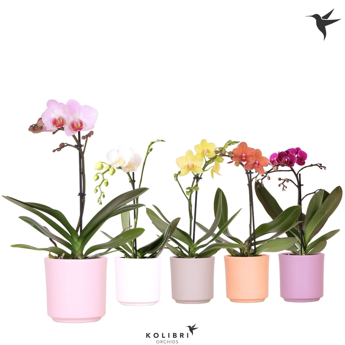 Phalaenopsis mix 40cm 9cm Pot