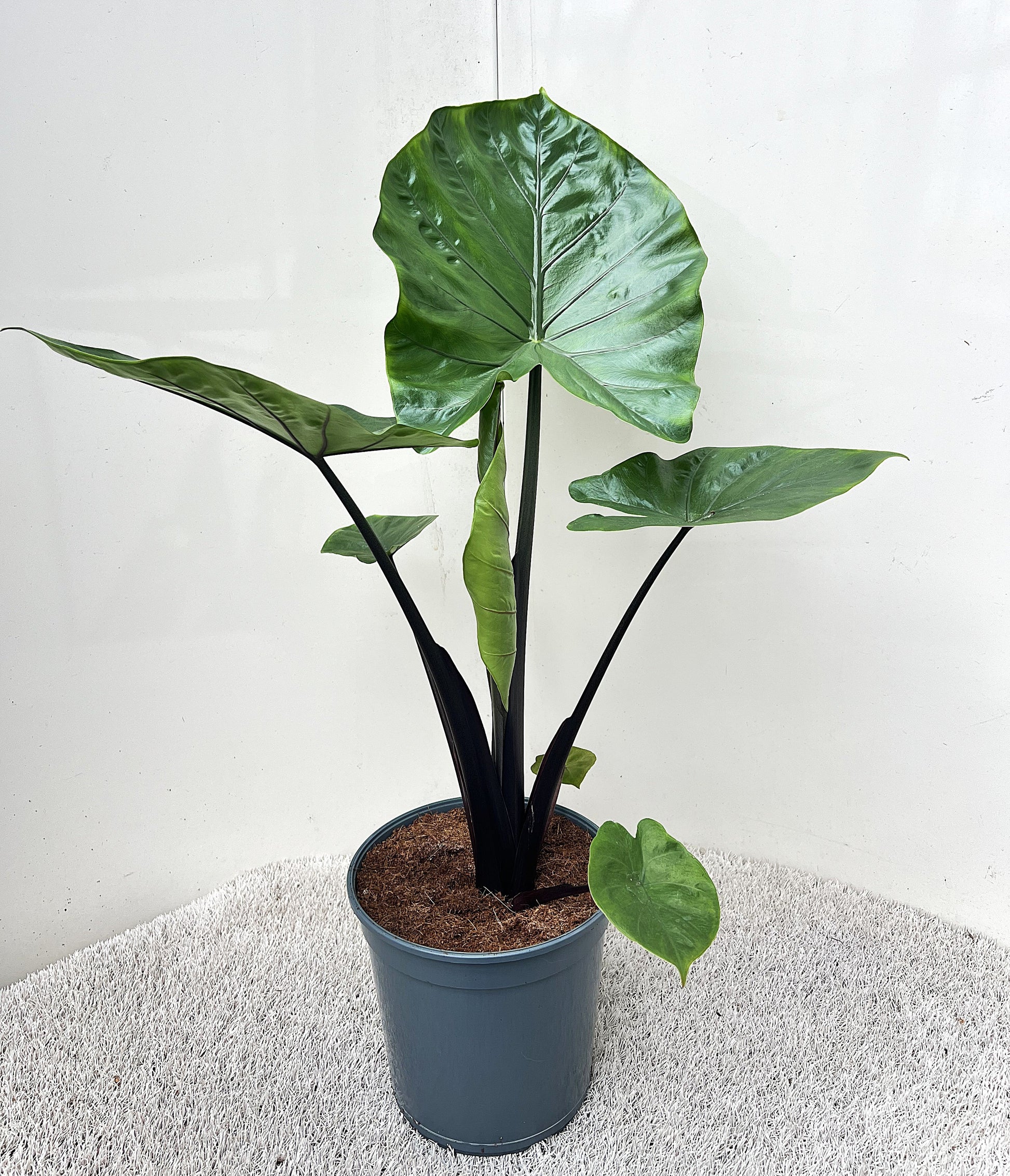 Alocasia amazonica 95cm 21cm Pot