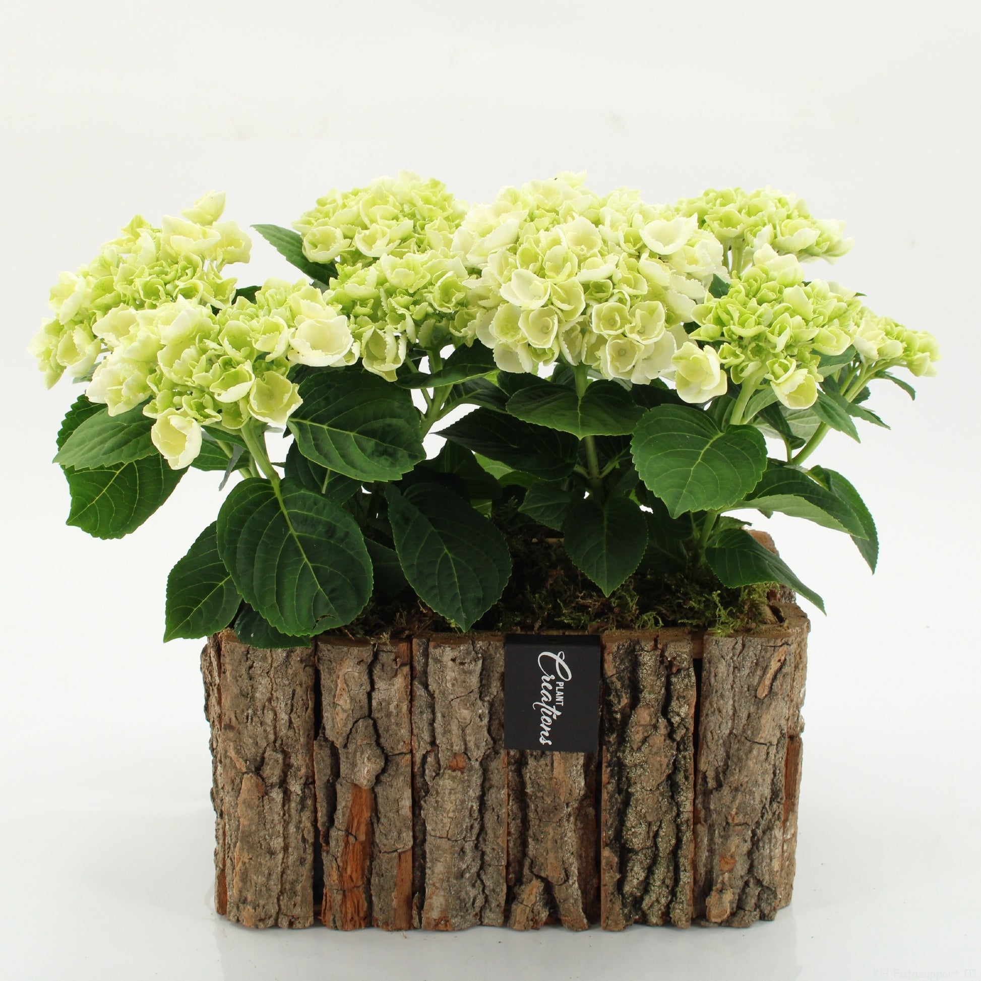 KHCR-2606W Hydrangea creations 35cm 26cm Pot