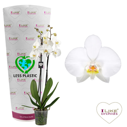 Phalaenopsis Leeds 65cm 12cm Pot