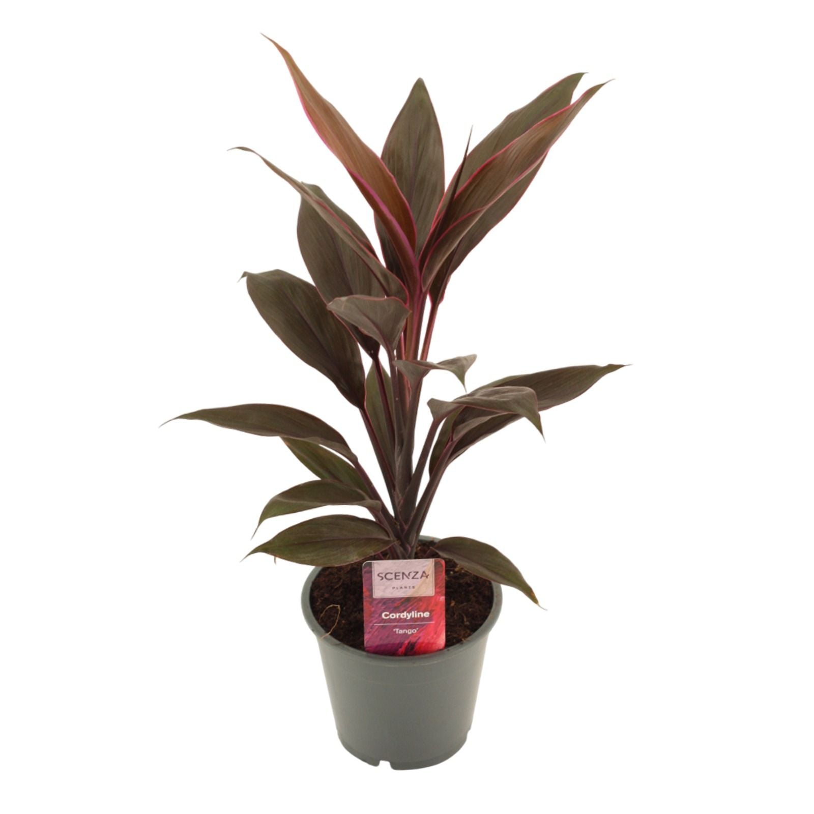 Cordyline frut. Tango 40cm 12cm Pot
