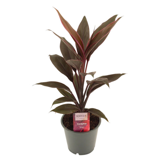 Cordyline frut. Tango 40cm 12cm Pot