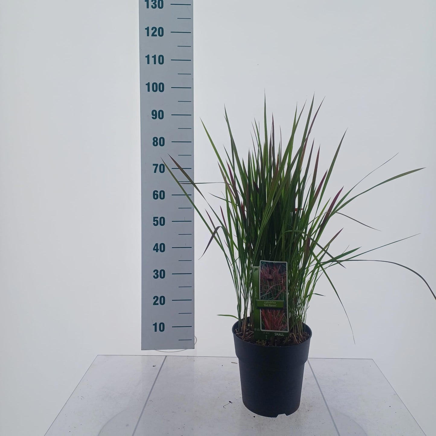 Imperata Red Baron 80cm 23cm Pot