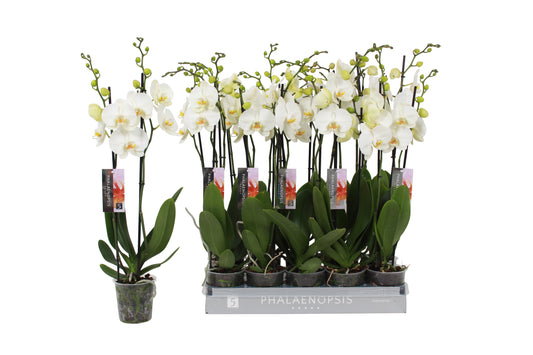 Phalaenopsis white 60cm 12cm Pot