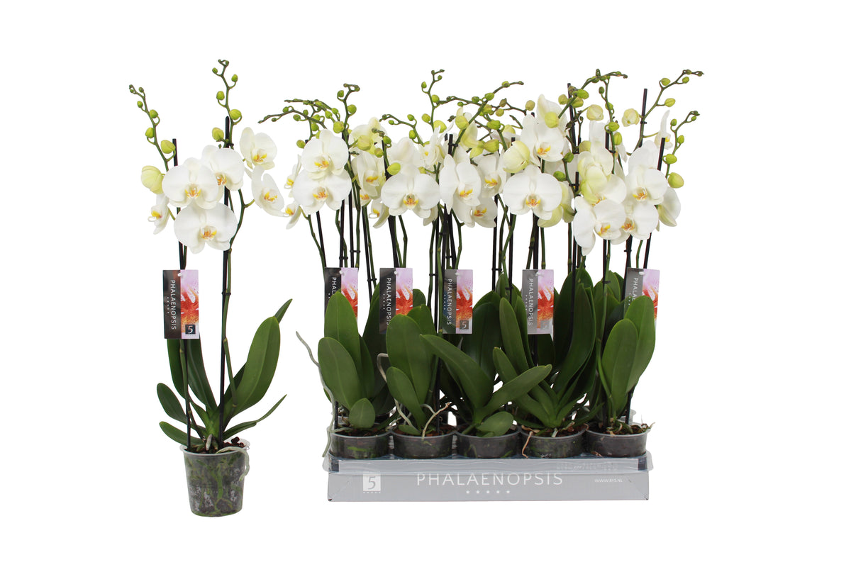 Phalaenopsis white 70cm 12cm Pot