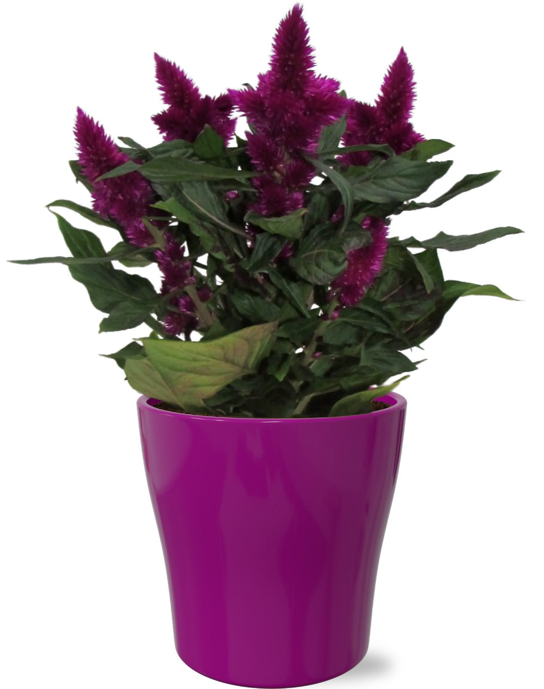 Adrichem Potplanten Celosia Deep Purple (+ drp.Julia) Pack of 6