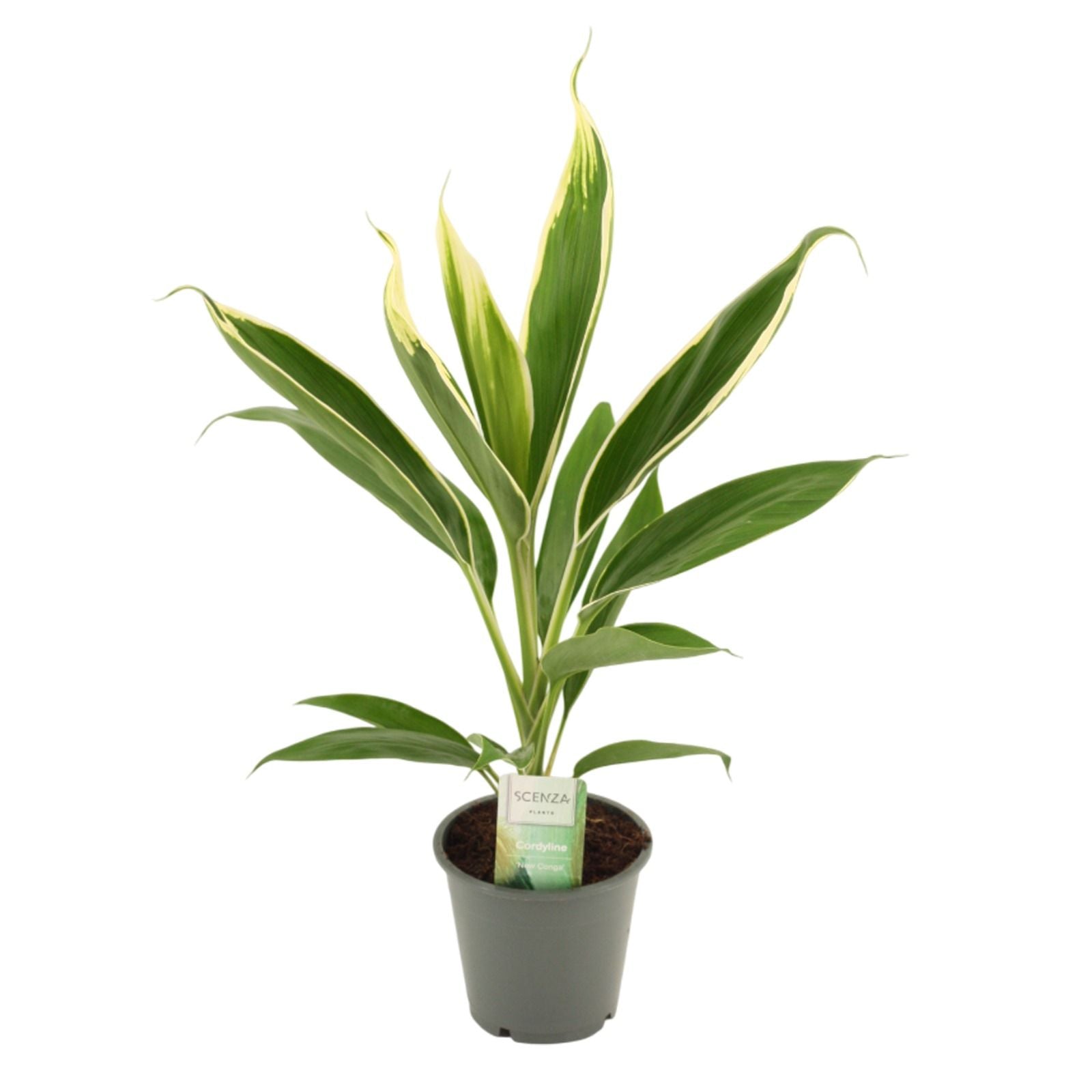 Cordyline frut. Conga 45cm 12cm Pot