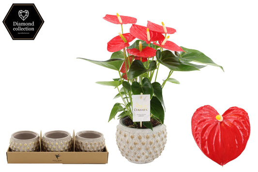Anthurium Esudo 40cm 12cm Pot