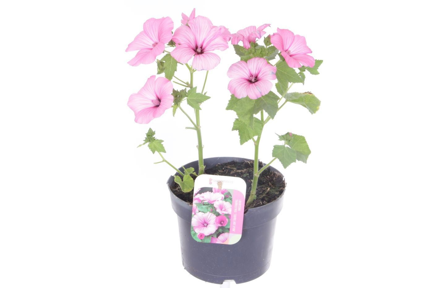 Lavatera trimestris Twins Hot Pink 40cm 17cm Pot