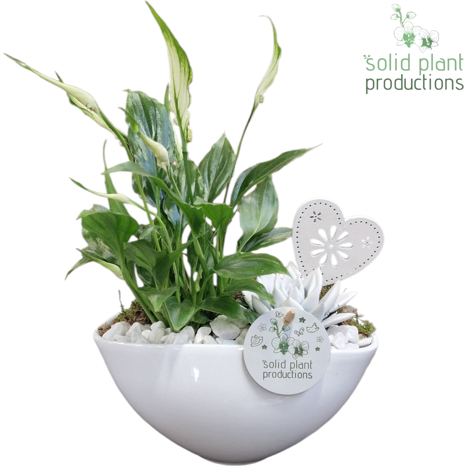 SE006 Katty White VM 32cm 19cm Pot