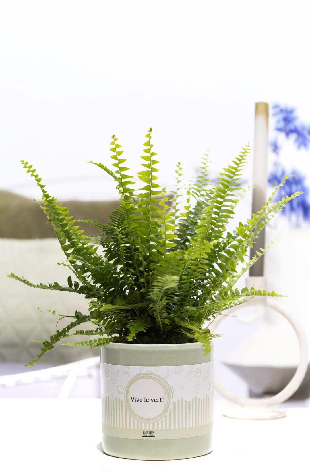 Nephrolepis Green Lady 35cm 12cm Pot