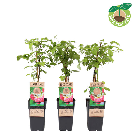 Rubus idaeus Willamette (Raspberry) 50cm 15cm Pot