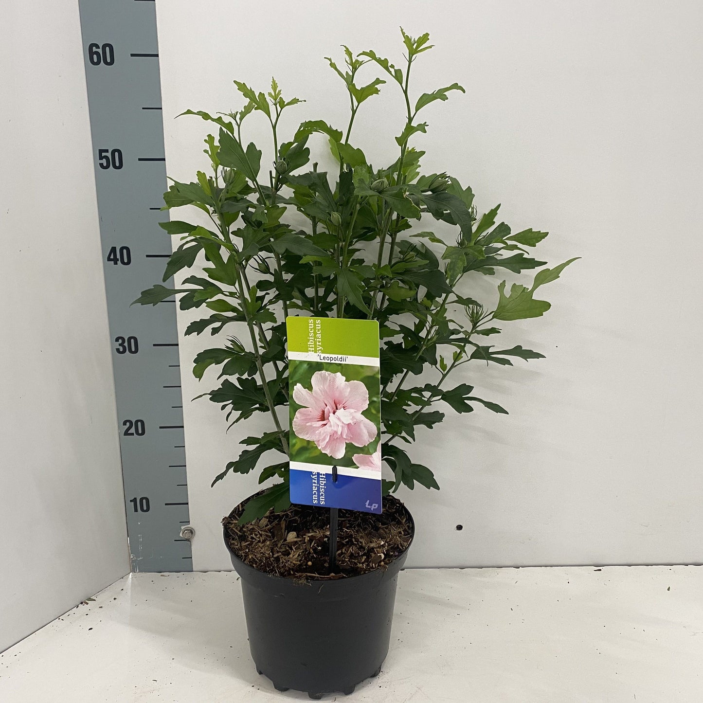 Hibiscus syriacus Leopoldii 50cm 19cm Pot