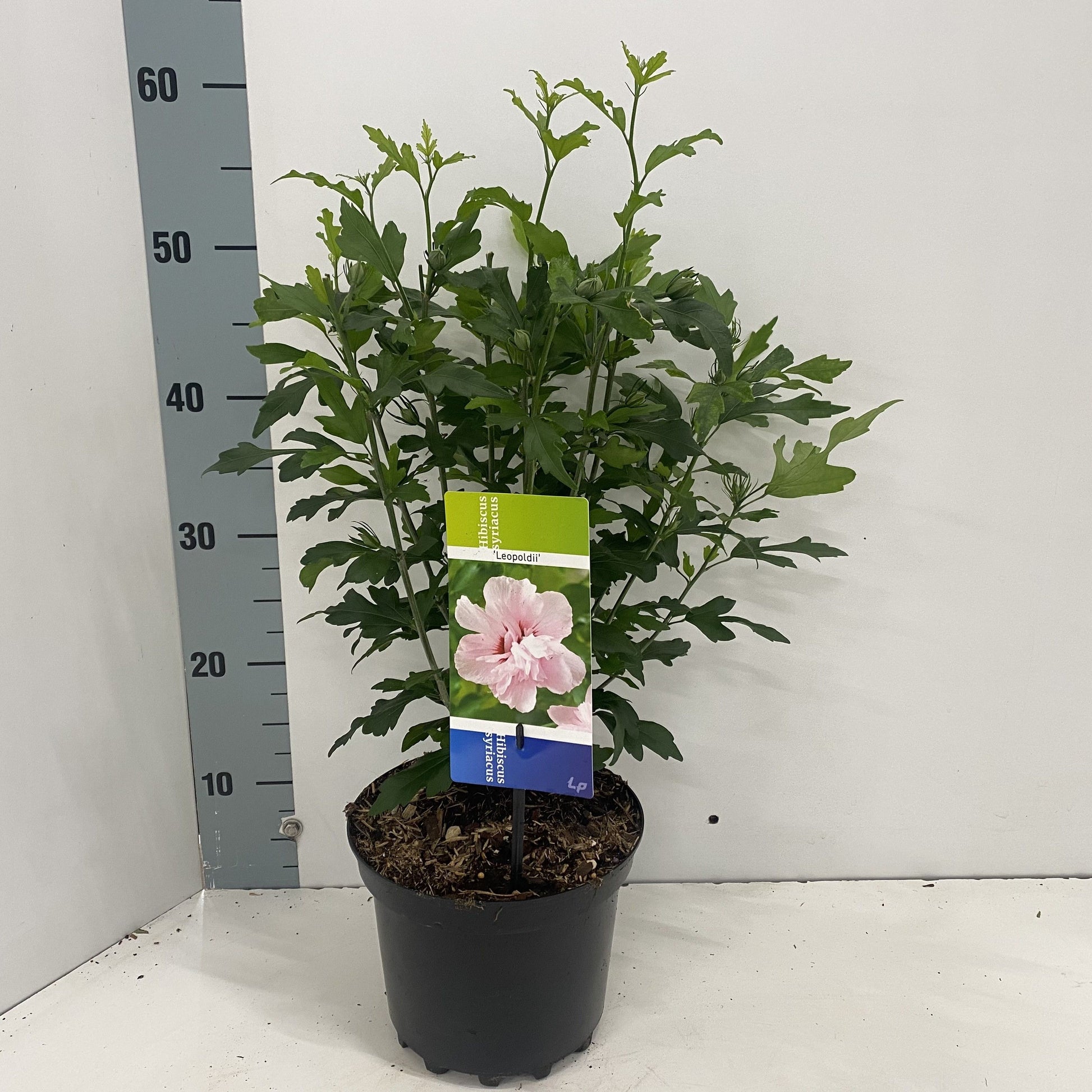 Hibiscus syriacus Leopoldii 50cm 19cm Pot
