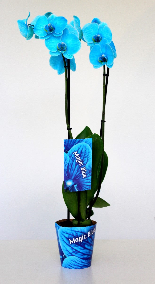 Phalaenopsis Hybrid 70cm 12cm Pot