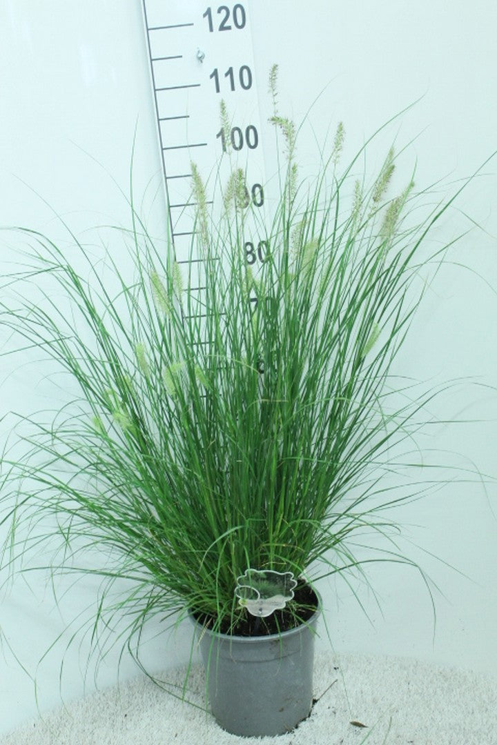 Pennisetum Hameln 100cm 24cm Pot