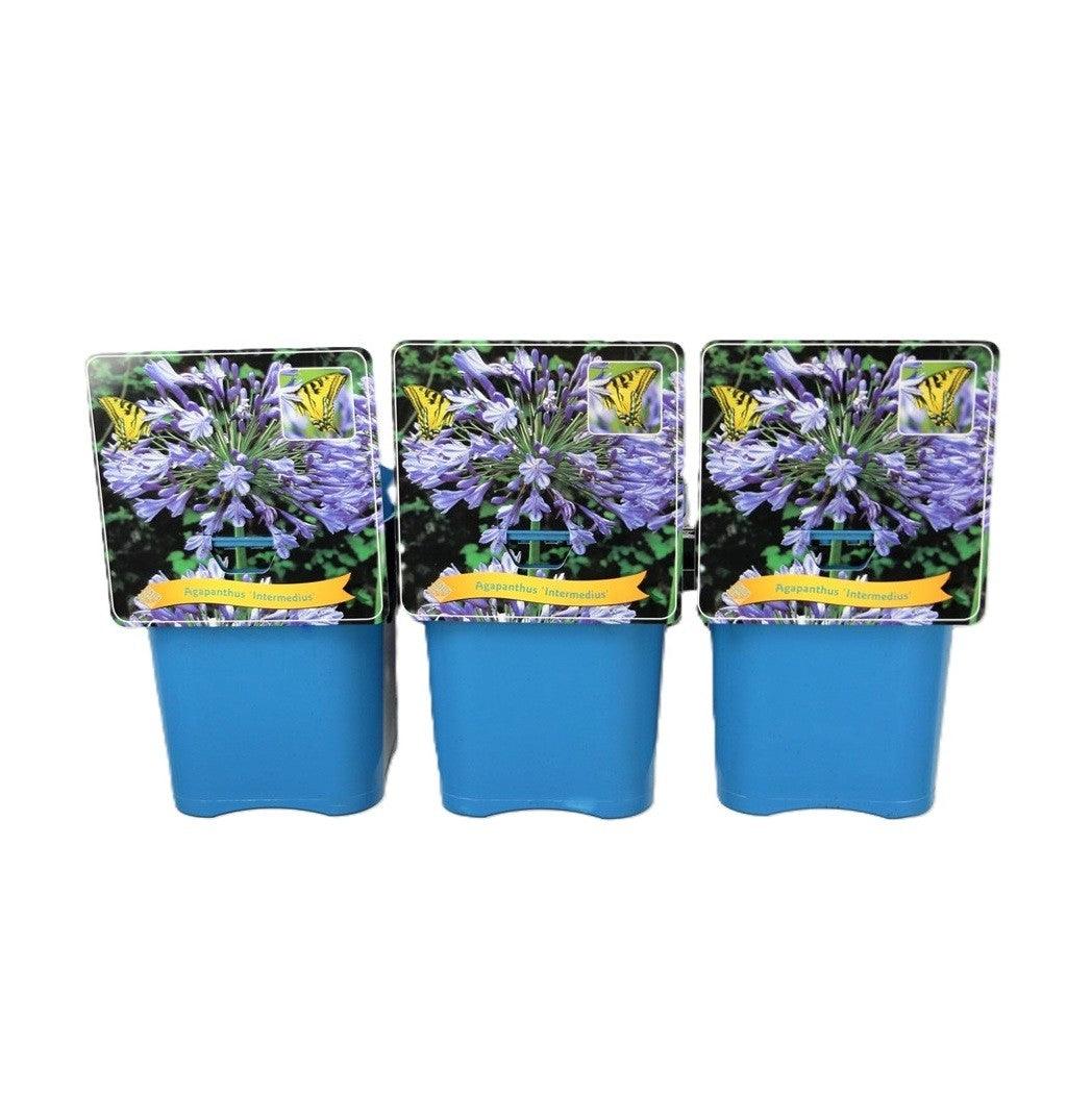Agapanthus Intermedius 35cm 21cm Pot