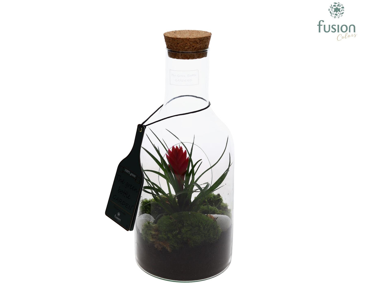 arr. Bromelia 35cm 15cm Pot