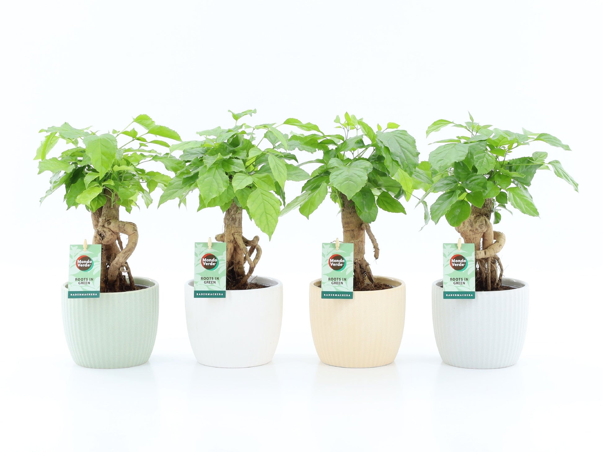 Radermachera sinica 30cm 13cm Pot