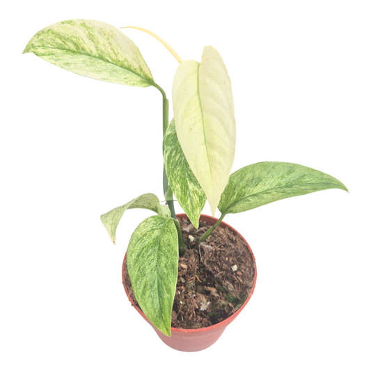 Monstera Variegated 15cm 9cm Pot