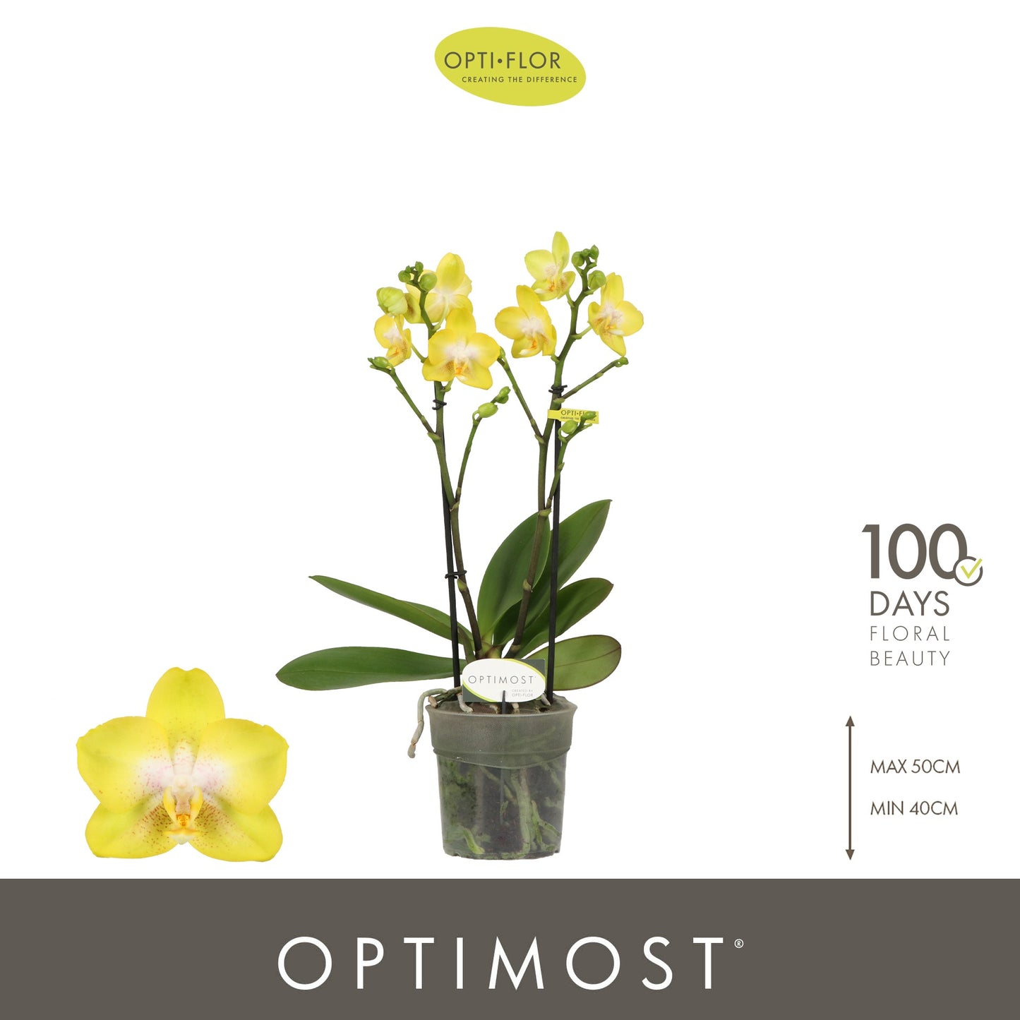Phalaenopsis mf. Arezzo 45cm 12cm Pot
