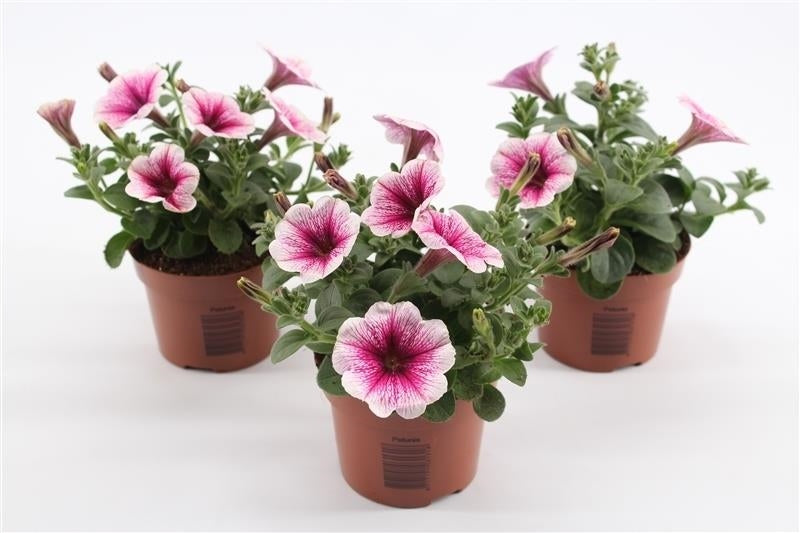 Petunia pink vein 15cm 510cm Pot