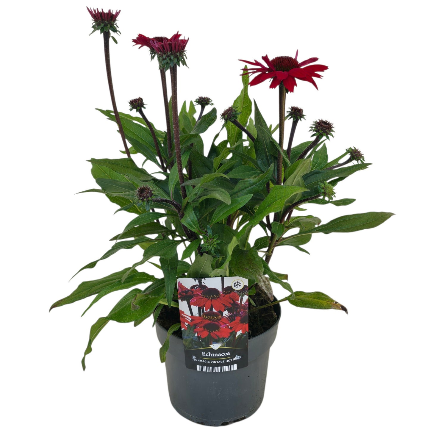 Echinacea Sunmagic 50cm 17cm Pot