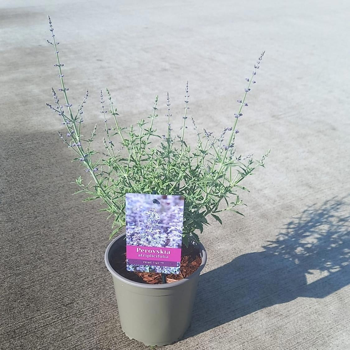 Perovskia Prime Time 30cm 17cm Pot
