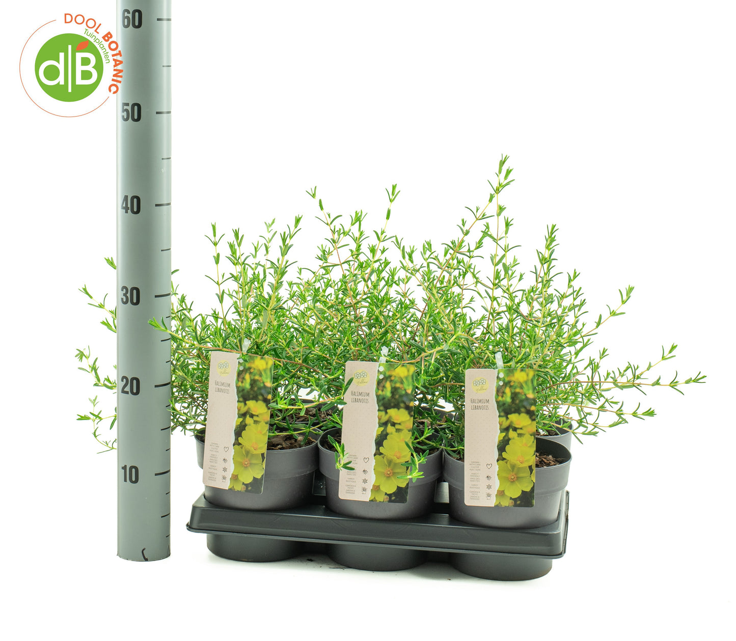 Halimium libanotis 25cm 15cm Pot