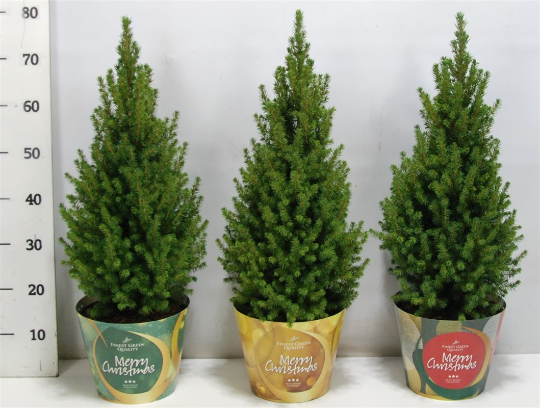 Picea glauca Perfecta 85cm 23cm Pot