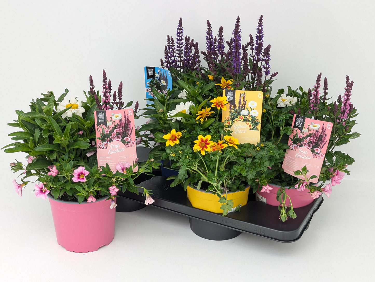 Dianthus Pink Kisses & Calocephalus 38cm 17cm Pot