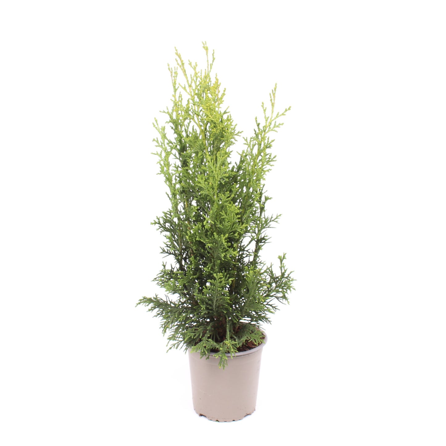 Chamaecyparis Robusta 45cm 13cm Pot