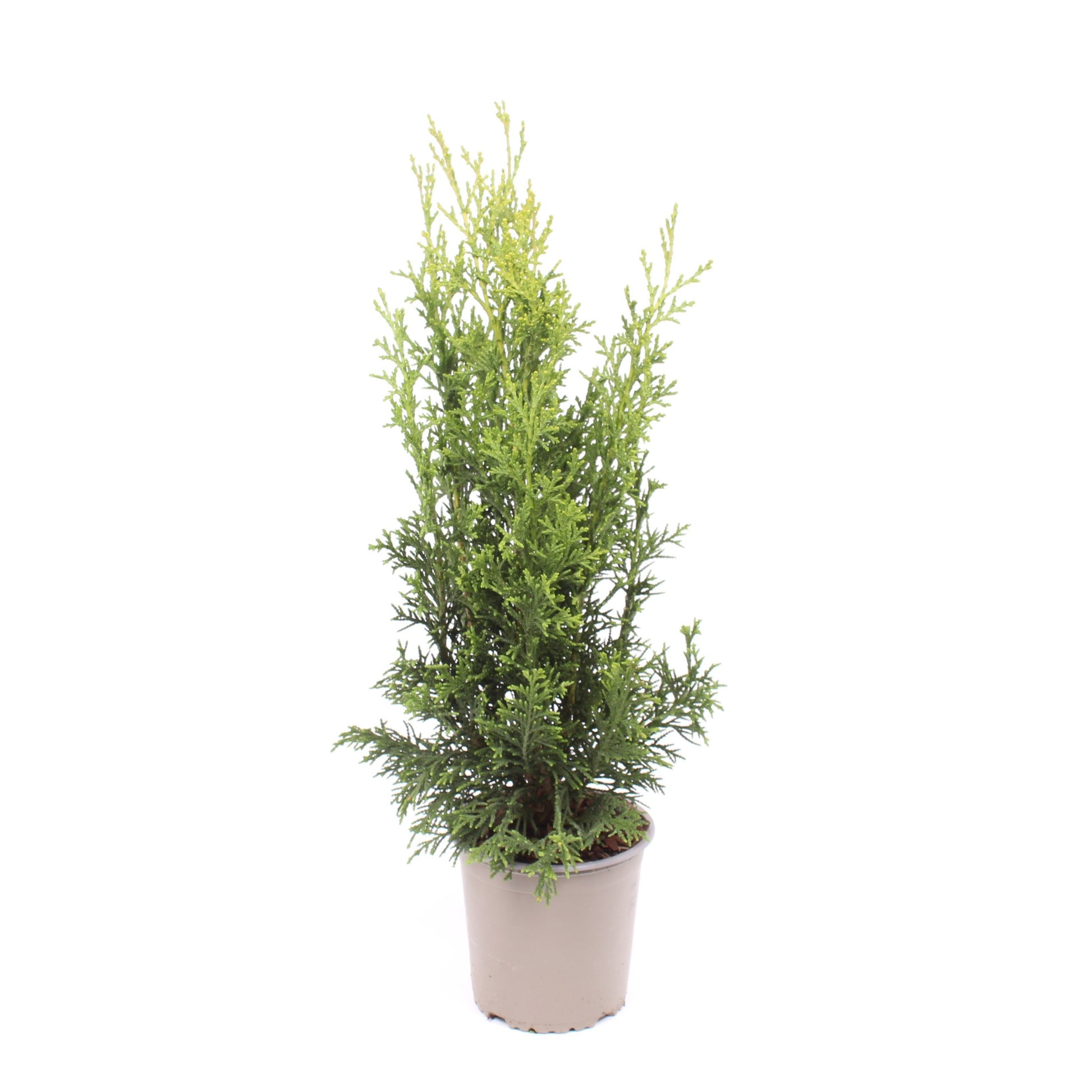 Chamaecyparis Robusta 45cm 13cm Pot