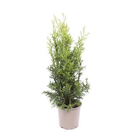 Chamaecyparis Robusta 45cm 13cm Pot