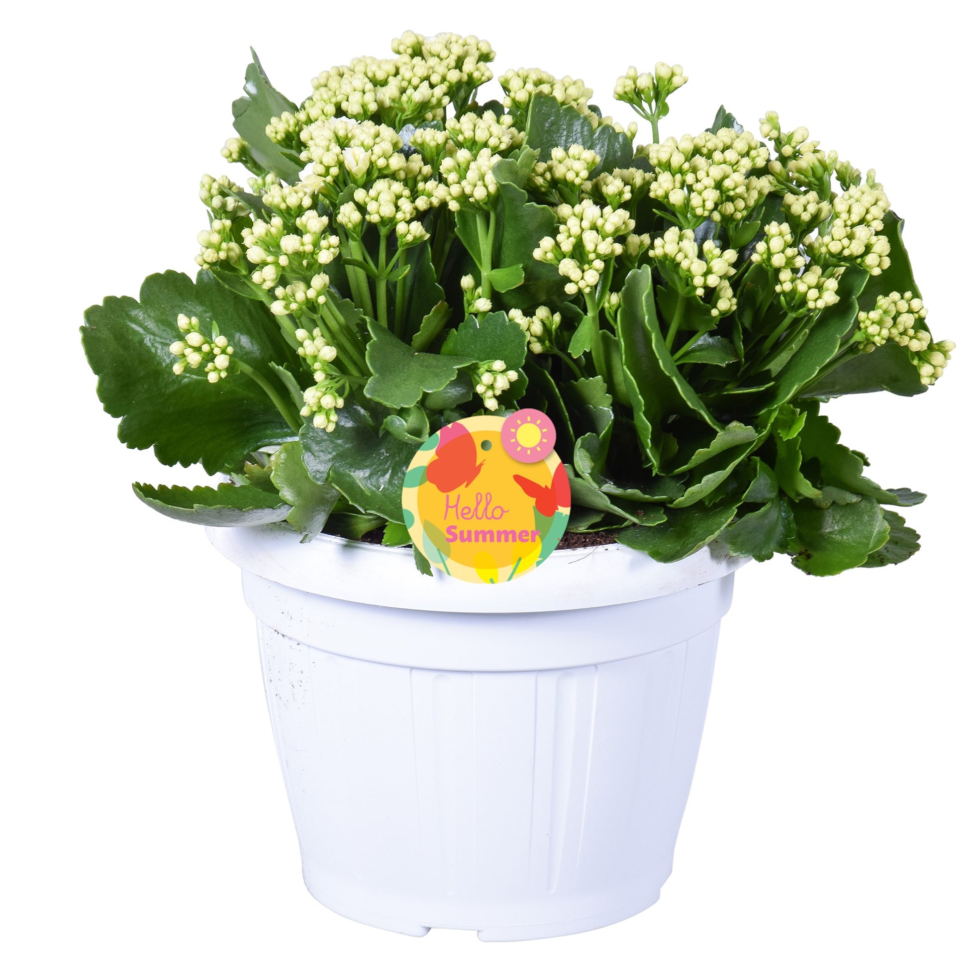 Kalanchoe Perfecta White 30cm 22cm Pot
