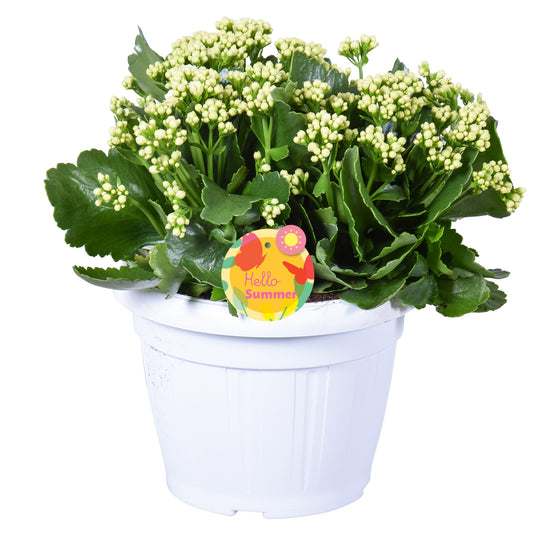 Kalanchoe Perfecta White 30cm 22cm Pot